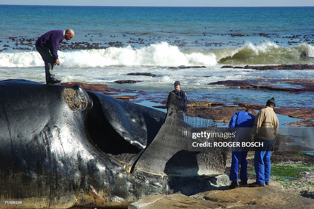 Men walk around a Southern Right Whale t