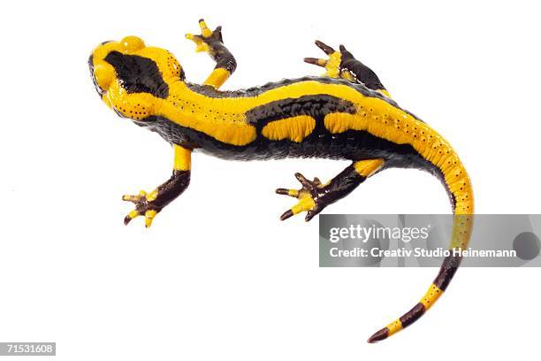 fire salamander - salamandra stockfoto's en -beelden