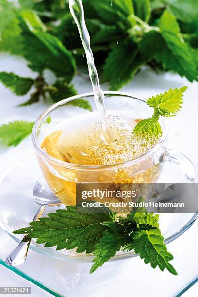 stinging nettle tea - urticaceae fotografías e imágenes de stock