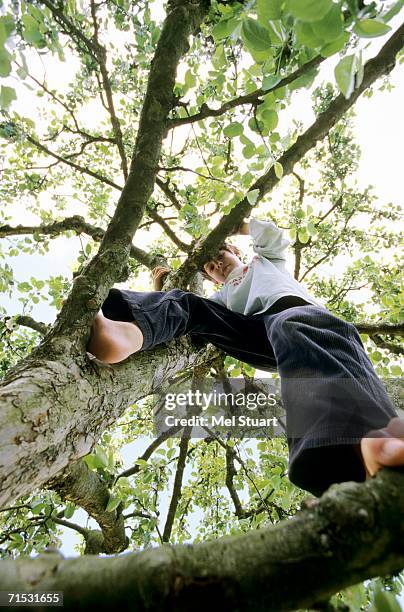 boy (10-11) climbing tree, low angle view - bare feet male tree stock pictures, royalty-free photos & images