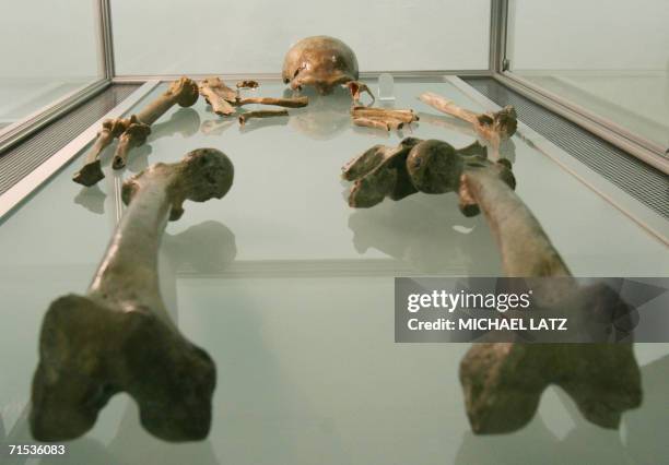 Neand Neanderthal Skeleton Photos and Premium High Res Pictures - Getty Images