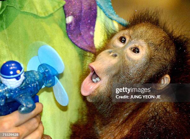 Yongin, REPUBLIC OF KOREA: An orangutan gets a cool breeze from an electric fan to beat the heat at South Korea's Everland amusement and animal park...