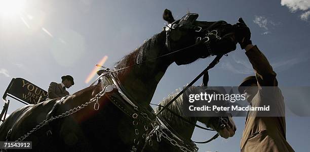 Groom in a bowler hat waits with two shire horses pulling a traditional brewer's wagon before the start of the Great British Beer Festival on July...