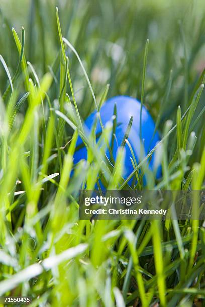 blue easter egg hidden in grass - easter egg imagens e fotografias de stock