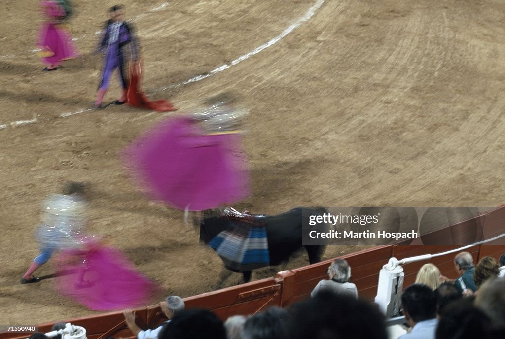 Group of matadors performing in front of bull