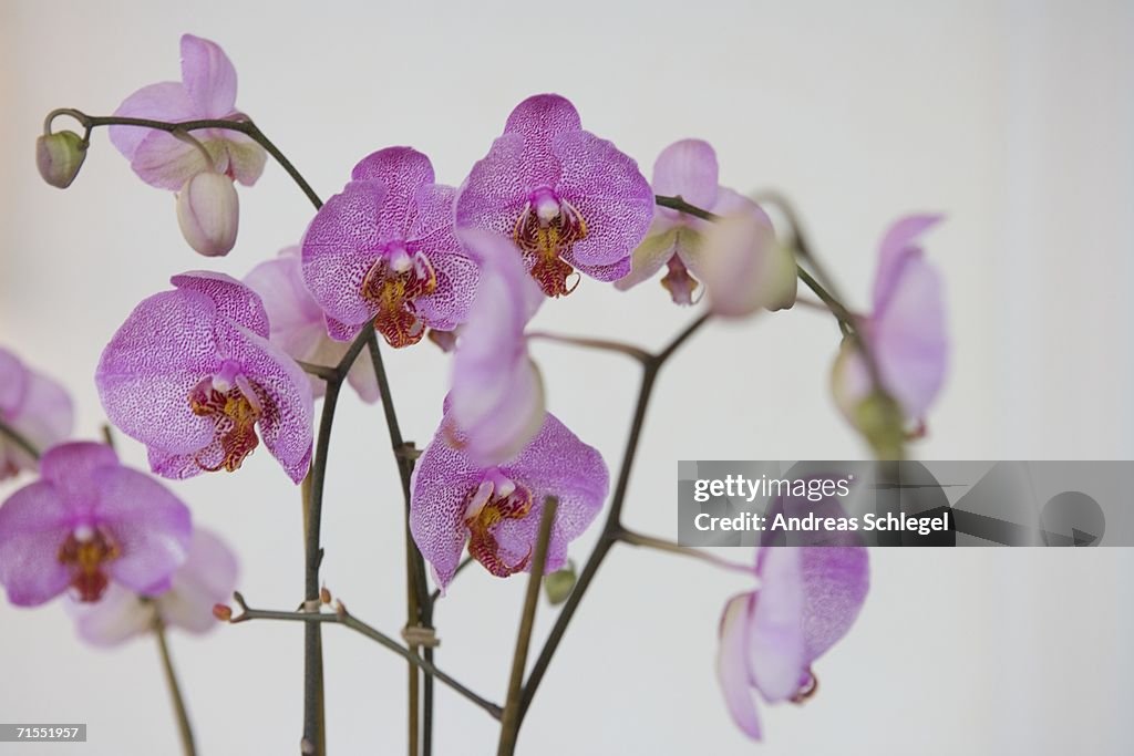 Pink Moth Orchid (Phalaenopsis)