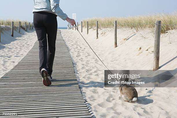 a woman walking her pet rabbit at the beach - rabbit beach - fotografias e filmes do acervo