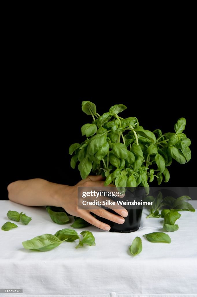 Arm resting on table and holding basil plant