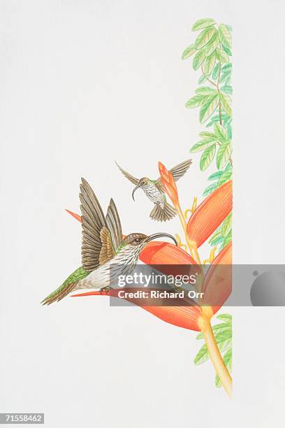 eutoxeres aquila, white-tipped sicklebill perched on exotic plant, another hovering in background. - amazon region stock illustrations