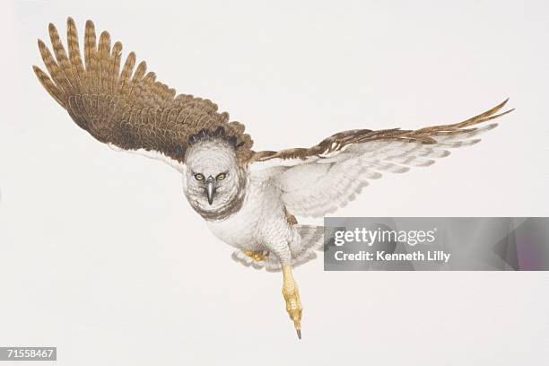 harpia harpyja, harpy eagle in flight. - harpy eagle flying stock illustrations