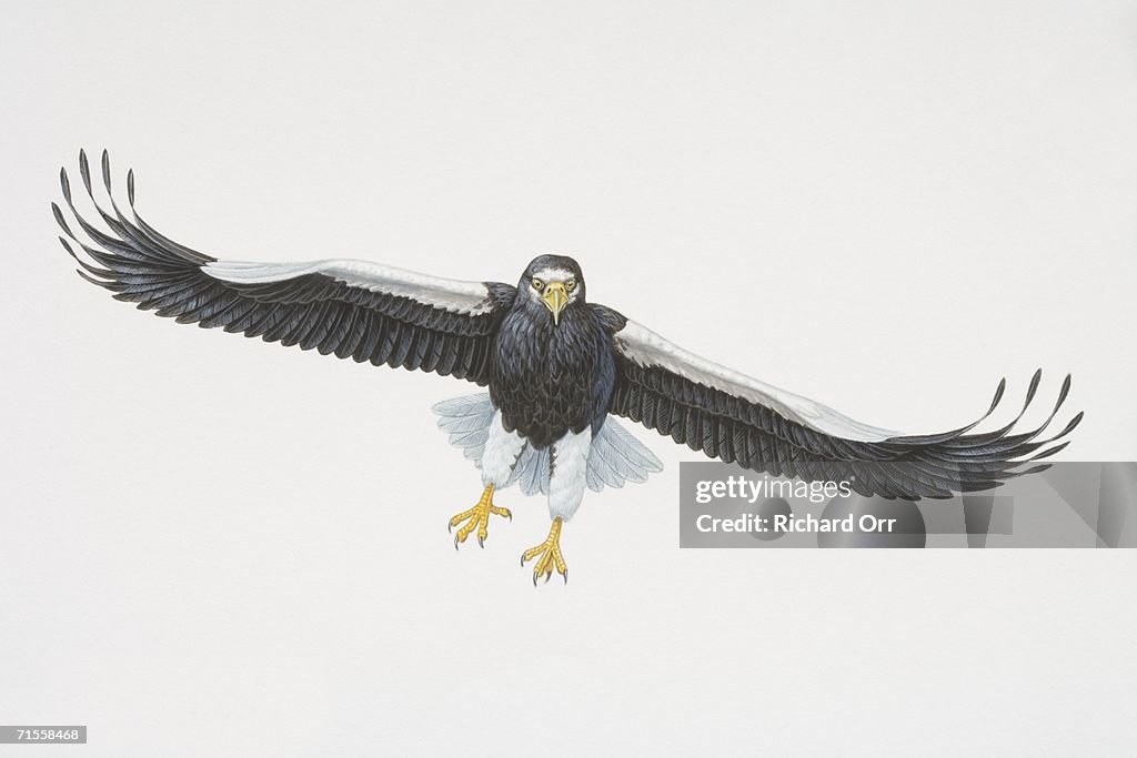 Haliaeetus pelagicus, Steller's Sea Eagle gliding with outspread wings, front view.