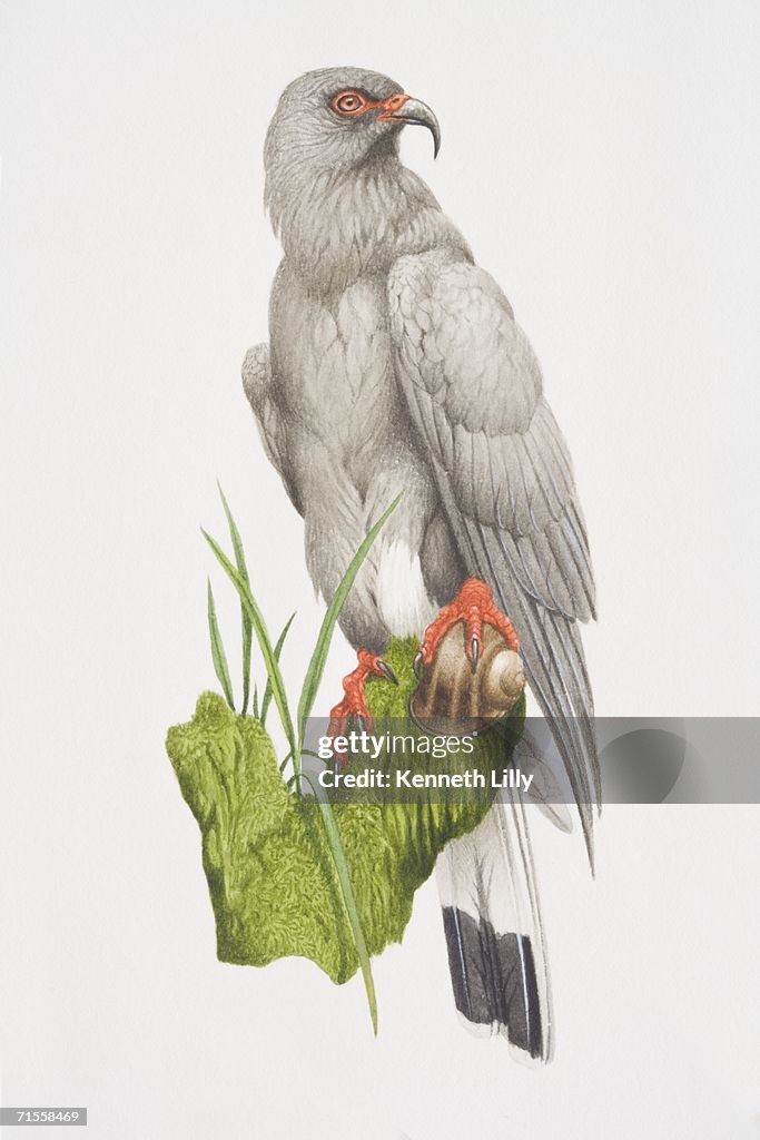 Rostrhamus sociabilis plumbeus, Everglade Snail Kite perched on green plant.