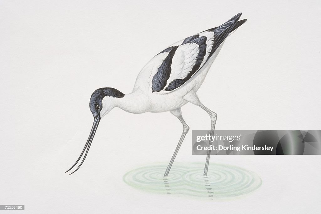 Recurvirostra avosetta, Pied Avocet wading and bending to dip its beak in water, side view.
