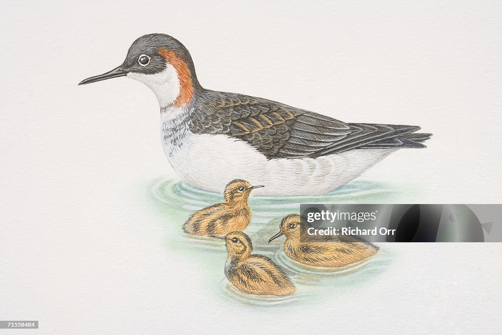 Phalaropus Lobatus, Red-necked Phalarope swimming with three chicks.