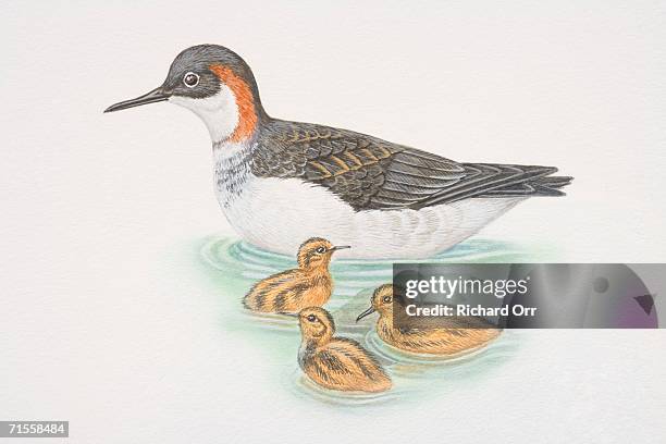 phalaropus lobatus, red-necked phalarope swimming with three chicks. - phalarope stock illustrations