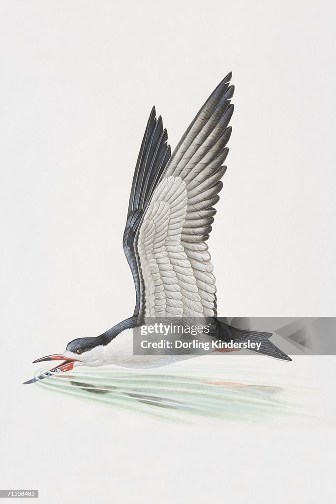 Rynchops niger, Black Skimmer dipping its beak into shallow water in mid-flight.