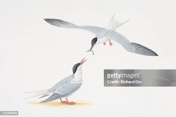 sterna paradisaea, two arctic terns, one of them in flight passing fish from its beak to the other that is perched on the ground. - animals with webbed feet stock illustrations
