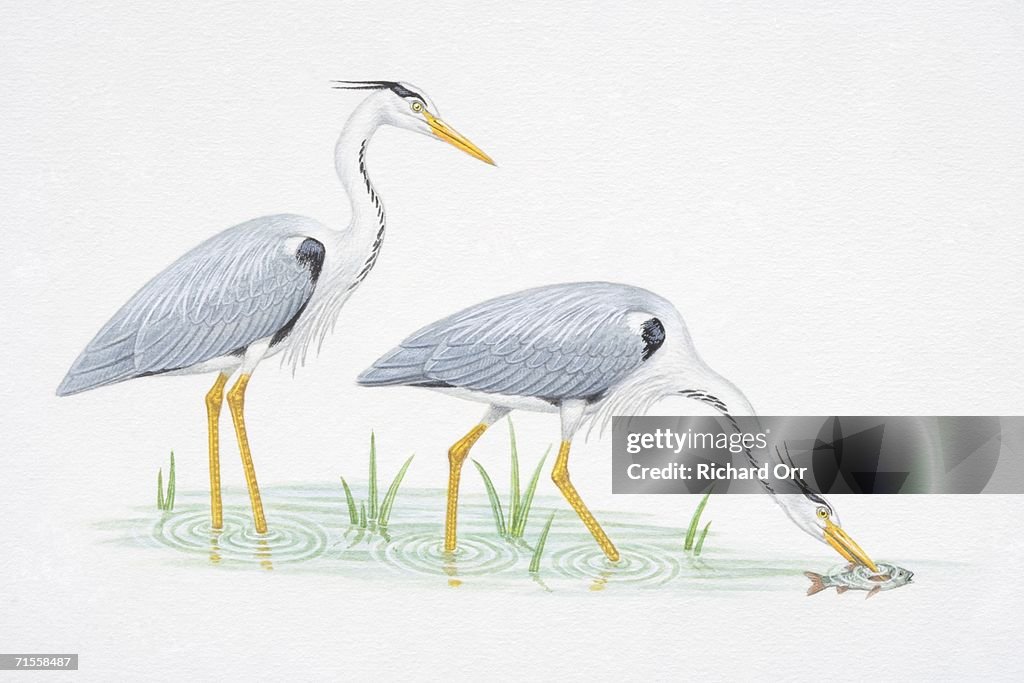 Ardea cinerea, two Grey Herons wading in wetland water, one bending down its neck and catching a fish with its beak, side view.