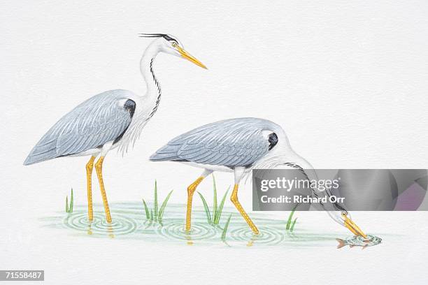 ardea cinerea, two grey herons wading in wetland water, one bending down its neck and catching a fish with its beak, side view. - gray heron stock illustrations