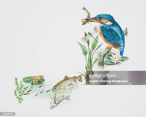 alcedo atthis, european kingfisher perched on pond stump with a fish in its beak, snail and dragonfly perched on a green stalk, water lily. - pond snail stock illustrations