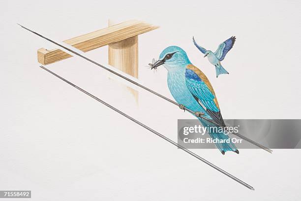 coracias garrulus, two european rollers, one in flight and the other perched on a wire holding a fly in its beak. - european roller stock illustrations