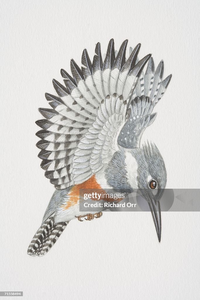 Megaceryle alcyon, belted kingfisher hovering over a fish coming to the surface of pond.