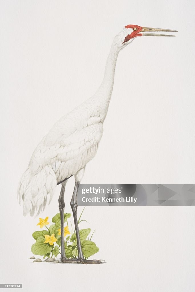 Grus americana, Whooping Crane, side view.
