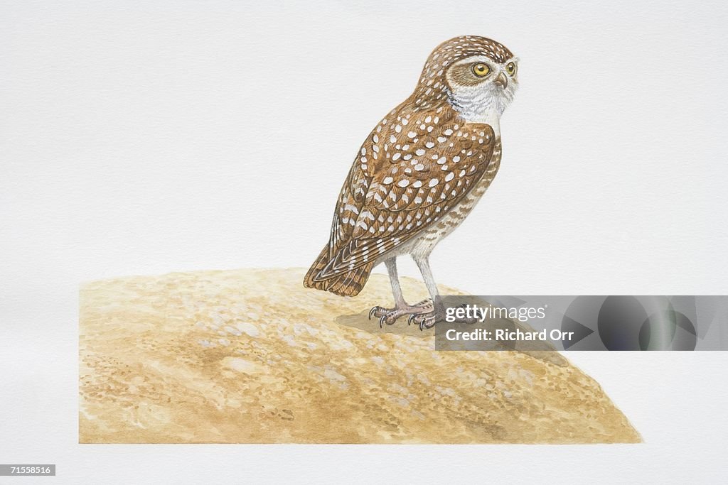 Athene cunicularia, Burrowing Owl perched on a rock.