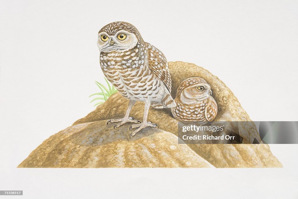 Athene cunicularia, two Burrowing Owls, one standing inside ground nest, the other perched on top of mound in the foreground.