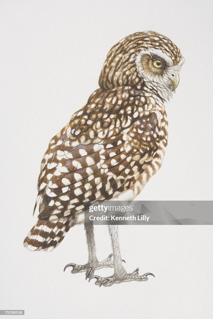 Athene cunicularia, Burrowing Owl, side view.