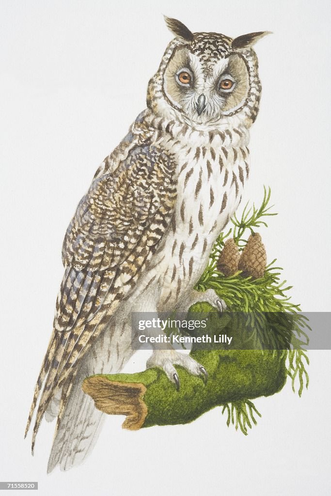 Asio otus, Long-eared Owl perched on a tree branch.
