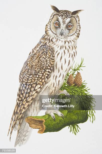asio otus, long-eared owl perched on a tree branch. - stalker stock illustrations
