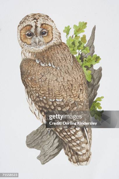 strix aluco, tawny owl perched on tree branch. - tawny owl stock illustrations
