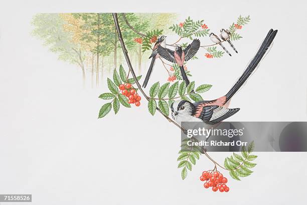 aegithalos caudatus, five long-tailed tits perched on forest tree branches, front view. - baumbewohnendes tier stock-grafiken, -clipart, -cartoons und -symbole