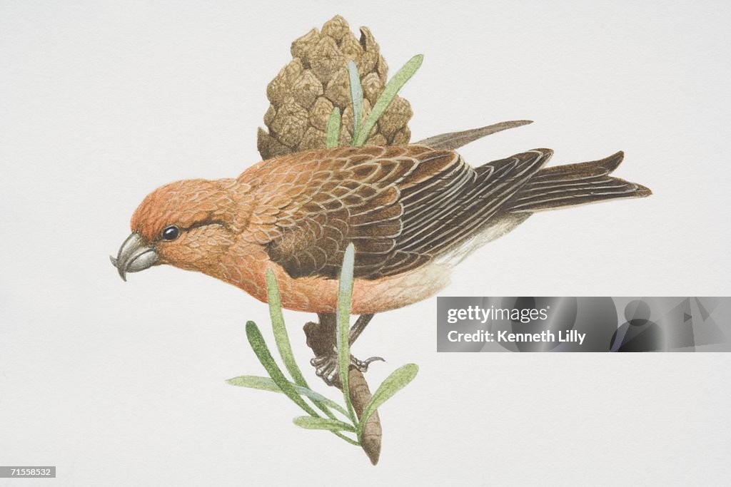 Loxia curvirostra, Red Crossbill, perched by a cone on tree branch, side view.