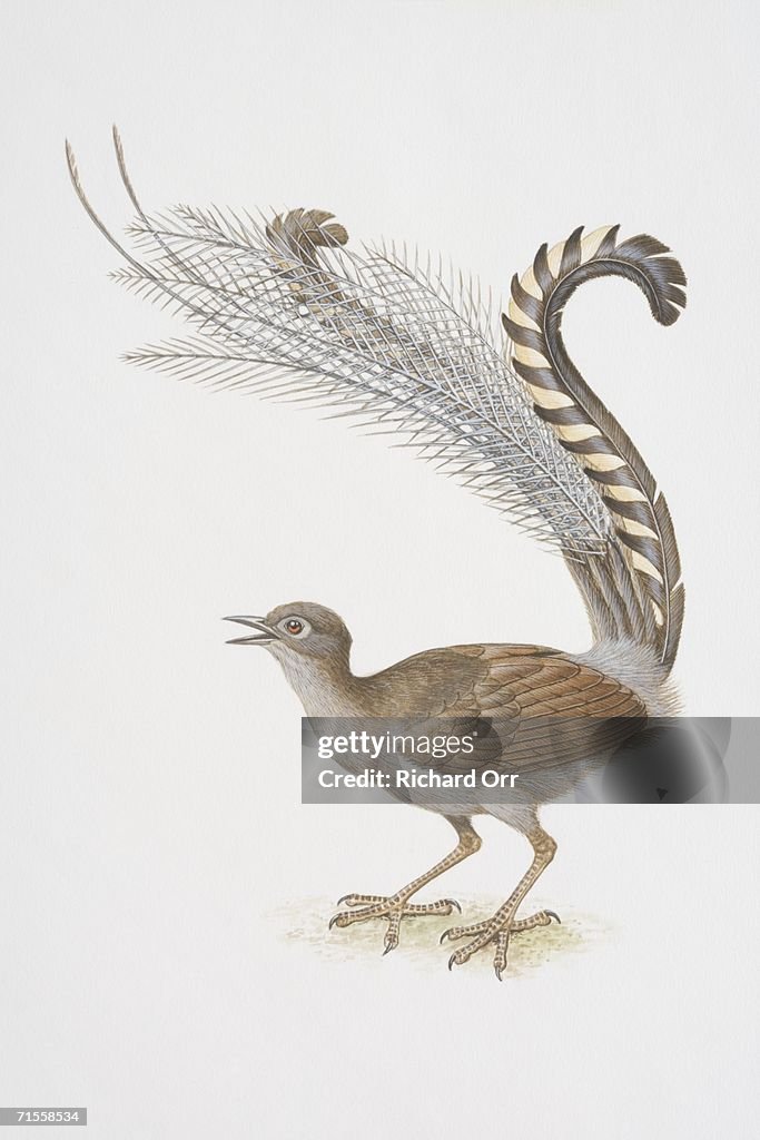 Menura novaehollandiae, Superb Lyrebird singing with long tail arched over its head.