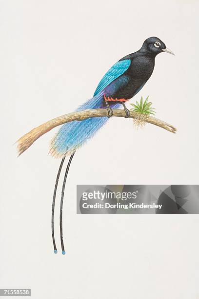 paradisaea rudolphi, blue bird of paradise perched on a tree branch. - paradisaeidae stock illustrations