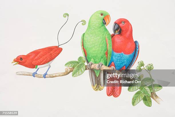 electus roratus, male and female king bird of paradise parrots perched on a tree branch performing a courtship display. - king bird of paradise stock illustrations