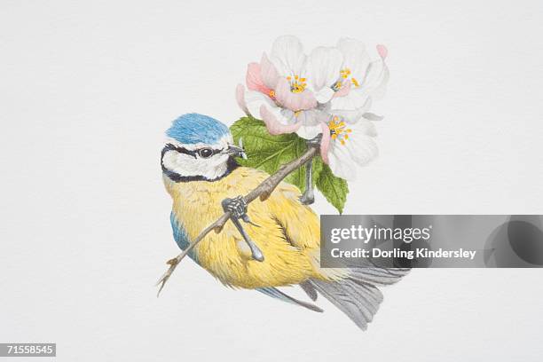 parus caeruleus, blue tit perched on a flowery tree twig. - baumbewohnendes tier stock-grafiken, -clipart, -cartoons und -symbole