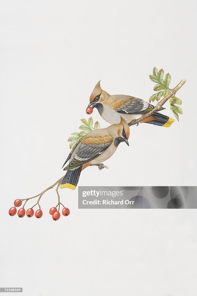 Bombycilla garrulus, two Bohemian Waxwings perched on a red berry tree branch, one holding a fruit in its beak.