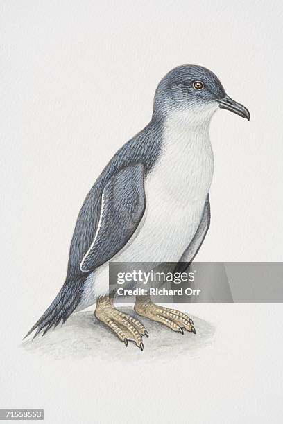 eudyptula minor, little penguin, side view. - webbed foot stock-grafiken, -clipart, -cartoons und -symbole