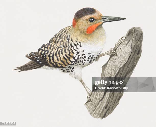 colaptes rupicola, andean flicker climbing tree branch. - baumbewohnendes tier stock-grafiken, -clipart, -cartoons und -symbole