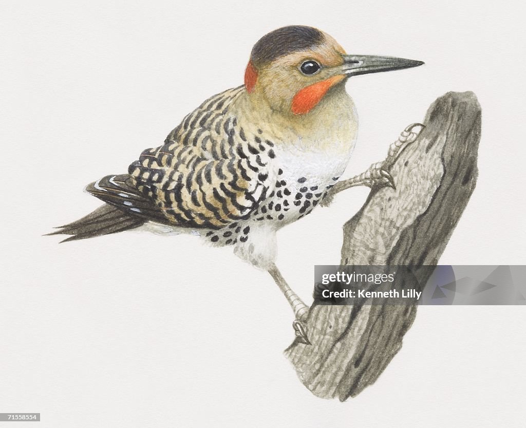 Colaptes rupicola, Andean flicker climbing tree branch.