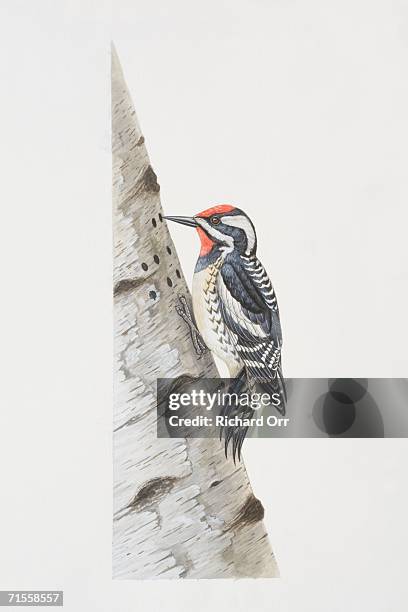 sphyrapicus varius, yellow- bellied sapsucker perched on tree trunk, side view. - baumbewohnendes tier stock-grafiken, -clipart, -cartoons und -symbole