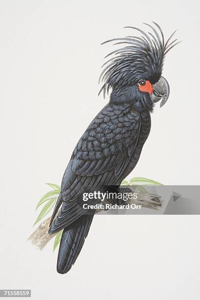 probosciger aterrimus, palm cockatoo perched on a tree branch, side view. - animal's crest stock illustrations