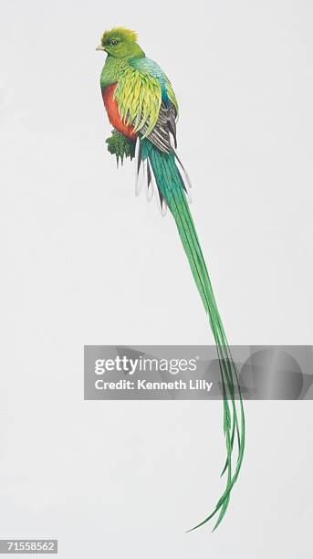 pharomachrus mocinno, resplendent quetzal perched on a tree branch, long green tail and a red belly . - resplendent quetzal stock illustrations
