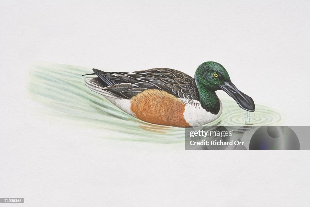 Anas clypeata, shoveler swimming in water, side view.