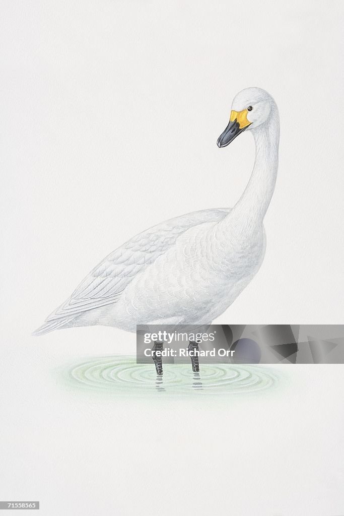 Cygnus columbianus, Bewick's Swan wading in water.
