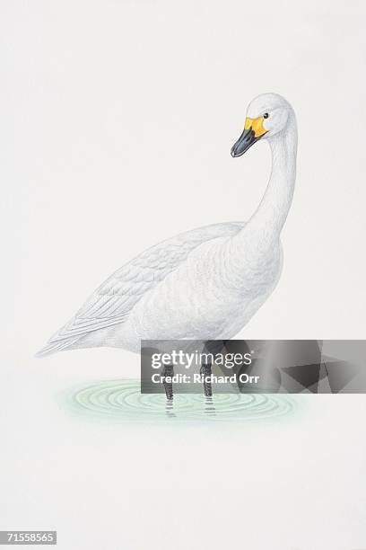 cygnus columbianus, bewick's swan wading in water. - cygnus columbianus stock illustrations