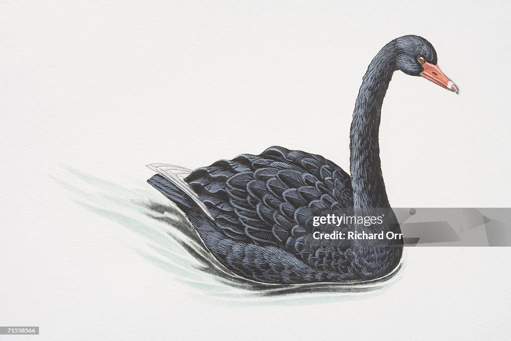 Cygnus atratus, Black Swan swimming.